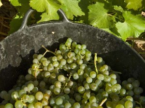 vinos do Rueda verdejo