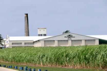 Caña de azúcar y ronera de Foursquare, en Barbados